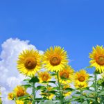 夏期休業のご案内